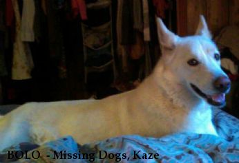 BOLO  - Missing Dogs, Kaze & Jax Near Chattanooga, TN, 37402